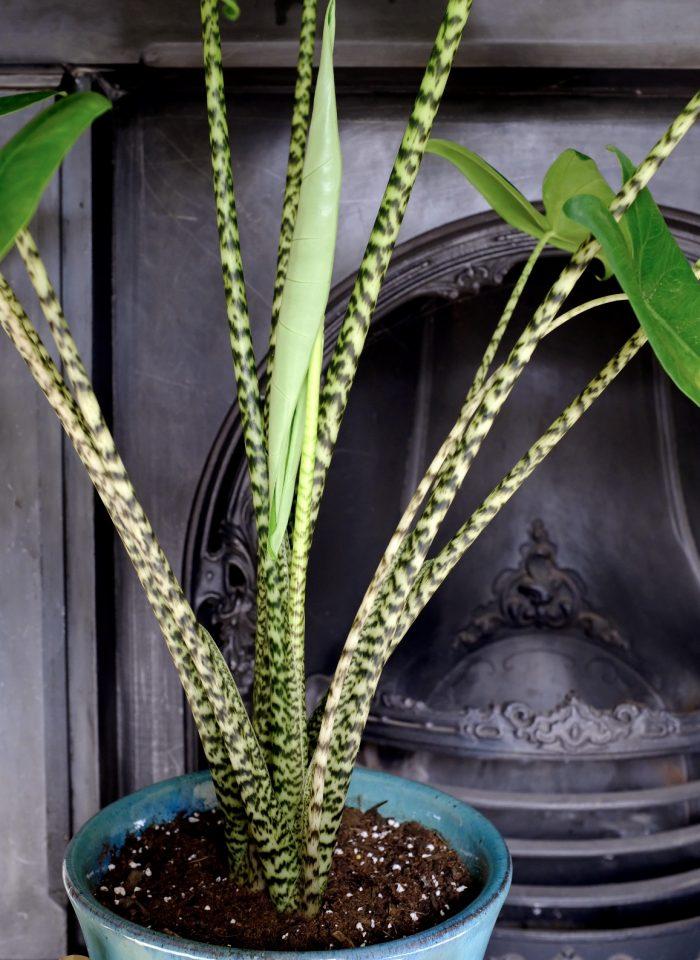 Alocasia Zebrina - View 38 from www redcrocus com