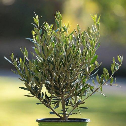 Olea Europaea 'arbequina' - View 10 from www redcrocus com