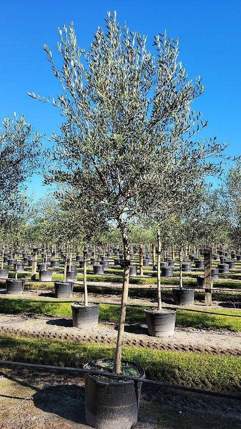 Olea Europaea 'arbequina' - View 14 from www redcrocus com