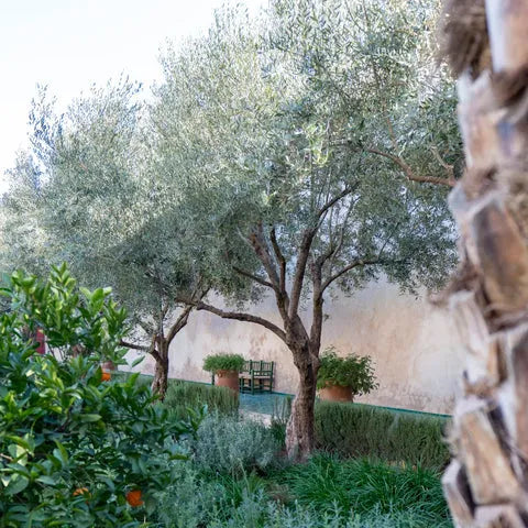 Olea Europaea 'arbequina' - View 19 from www redcrocus com
