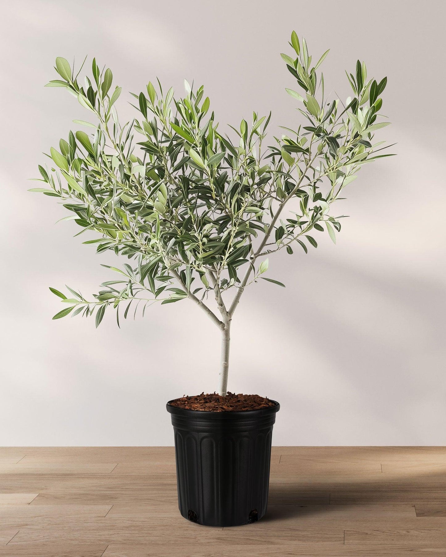 Olea Europaea 'arbequina' - View 1 from www redcrocus com