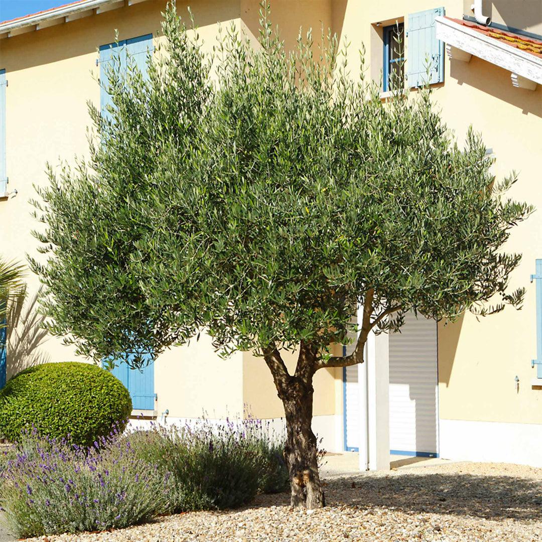 Olea Europaea 'arbequina' - View 24 from www redcrocus com