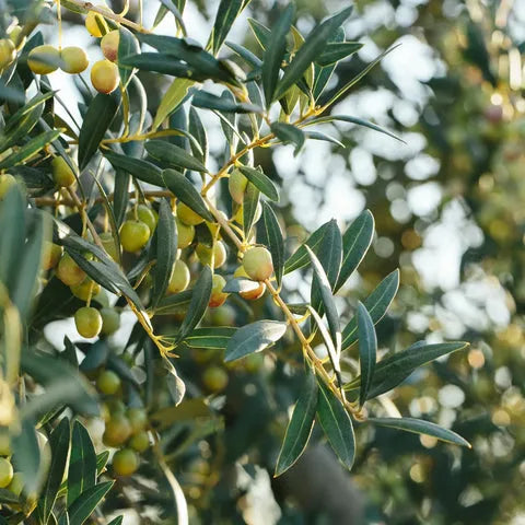 Olea Europaea 'arbequina' - View 28 from www redcrocus com