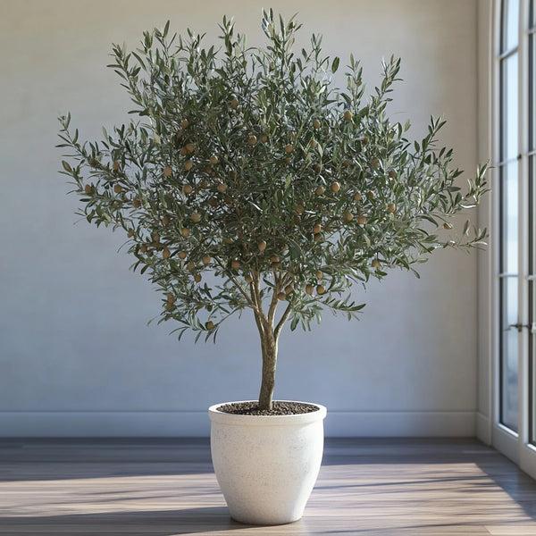 Olea Europaea 'arbequina' - View 30 from www redcrocus com