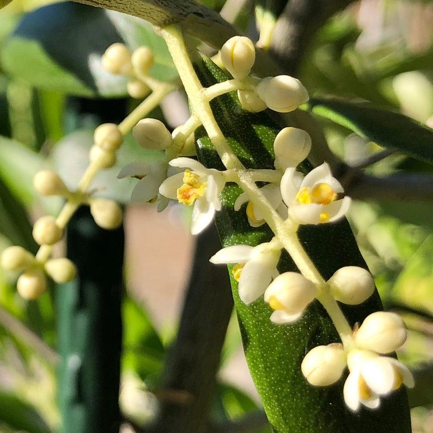 Olea Europaea 'arbequina' - View 35 from www redcrocus com