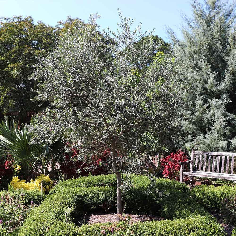 Olea Europaea 'arbequina' - View 4 from www redcrocus com