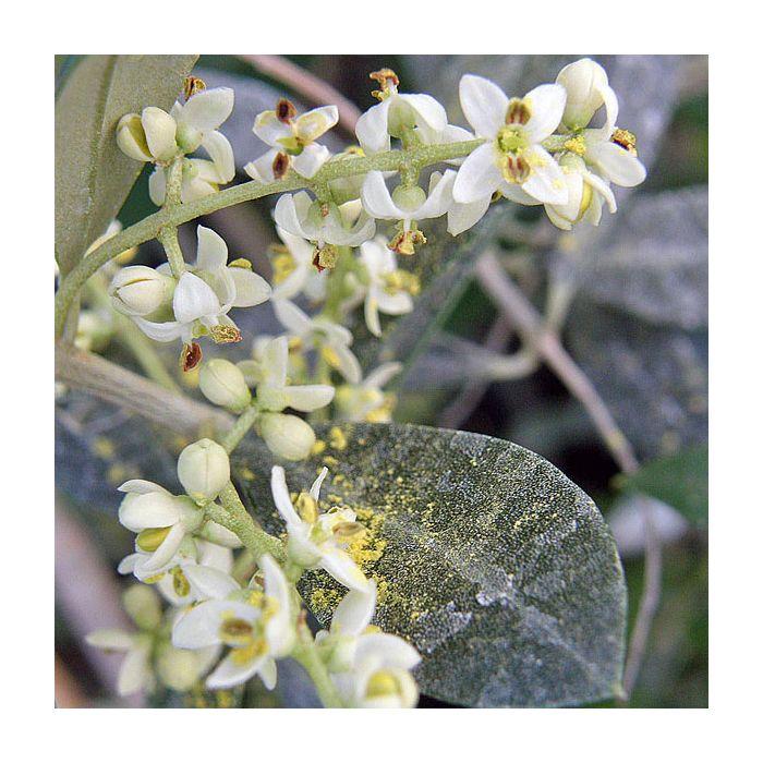 Olea Europaea 'arbequina' - View 7 from www redcrocus com