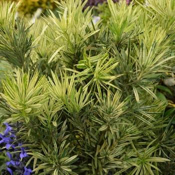 Podocarpus Macrophyllus 'meta' - View 12 from www redcrocus com