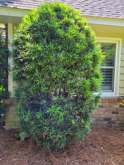 Podocarpus Macrophyllus 'meta' - View 15 from www redcrocus com