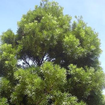 Podocarpus Macrophyllus 'meta' - View 16 from www redcrocus com