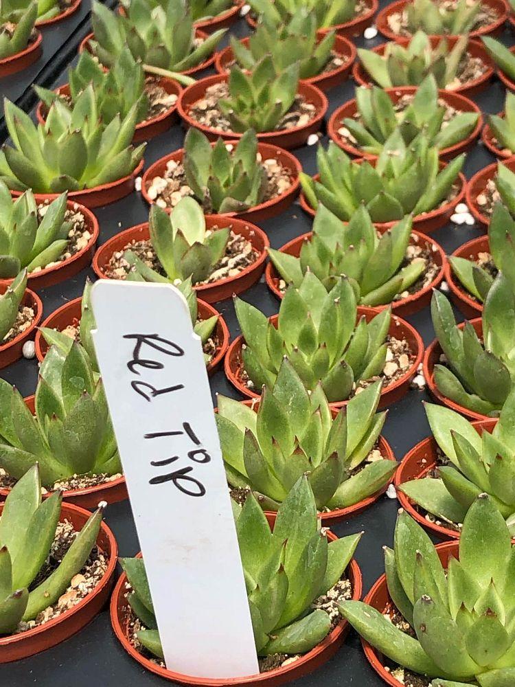 Podocarpus Macrophyllus 'meta' - View 18 from www redcrocus com