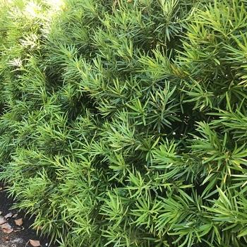 Podocarpus Macrophyllus 'meta' - View 19 from www redcrocus com