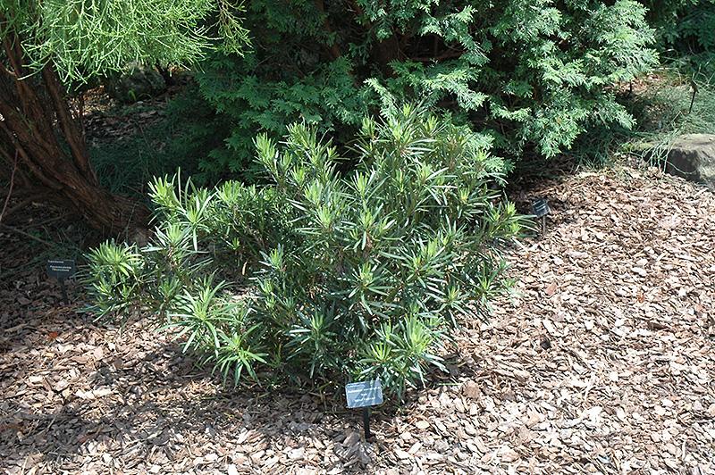 Podocarpus Macrophyllus 'meta' - View 1 from www redcrocus com