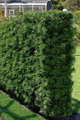 Podocarpus Macrophyllus 'meta' - View 20 from www redcrocus com
