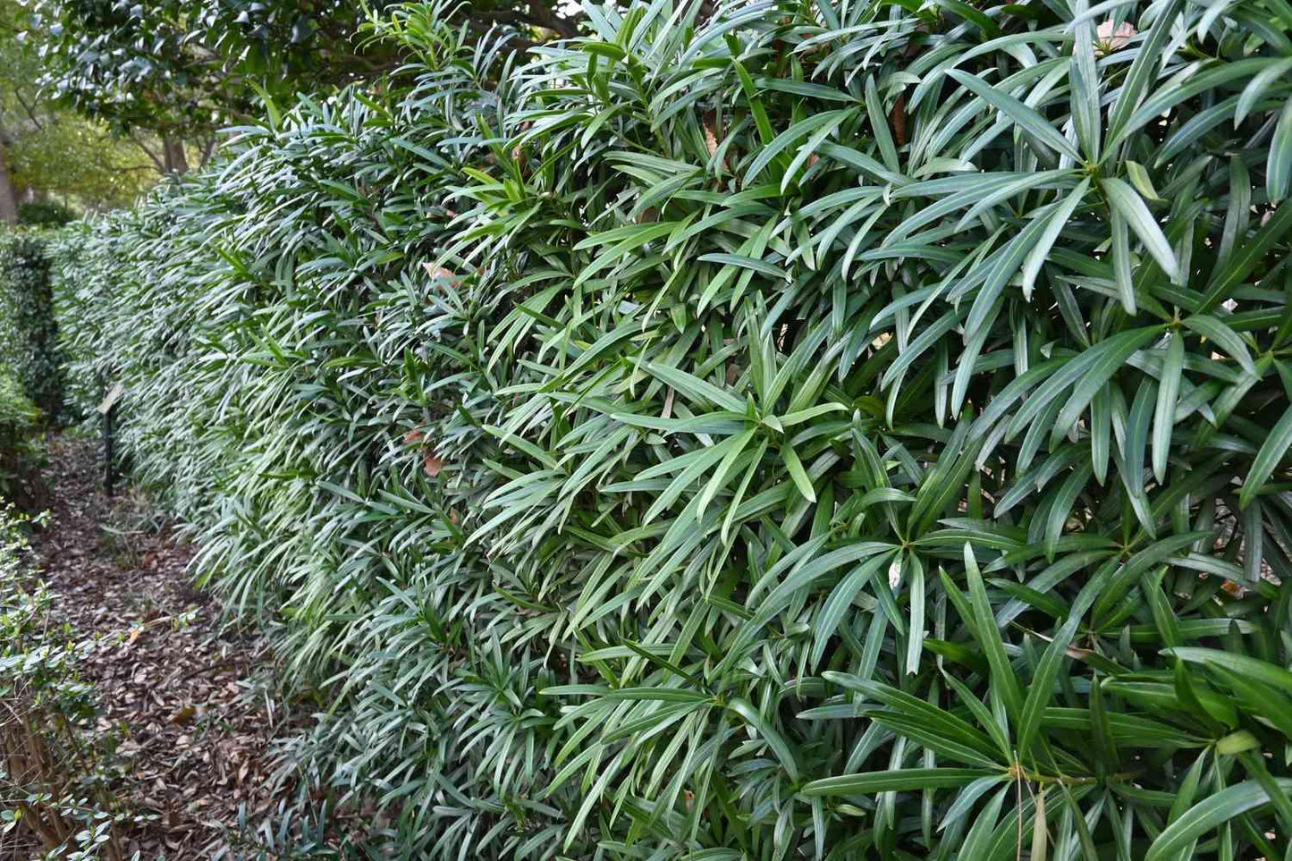 Podocarpus Macrophyllus 'meta' - View 24 from www redcrocus com