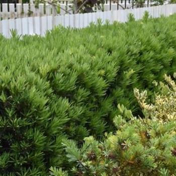 Podocarpus Macrophyllus 'meta' - View 25 from www redcrocus com