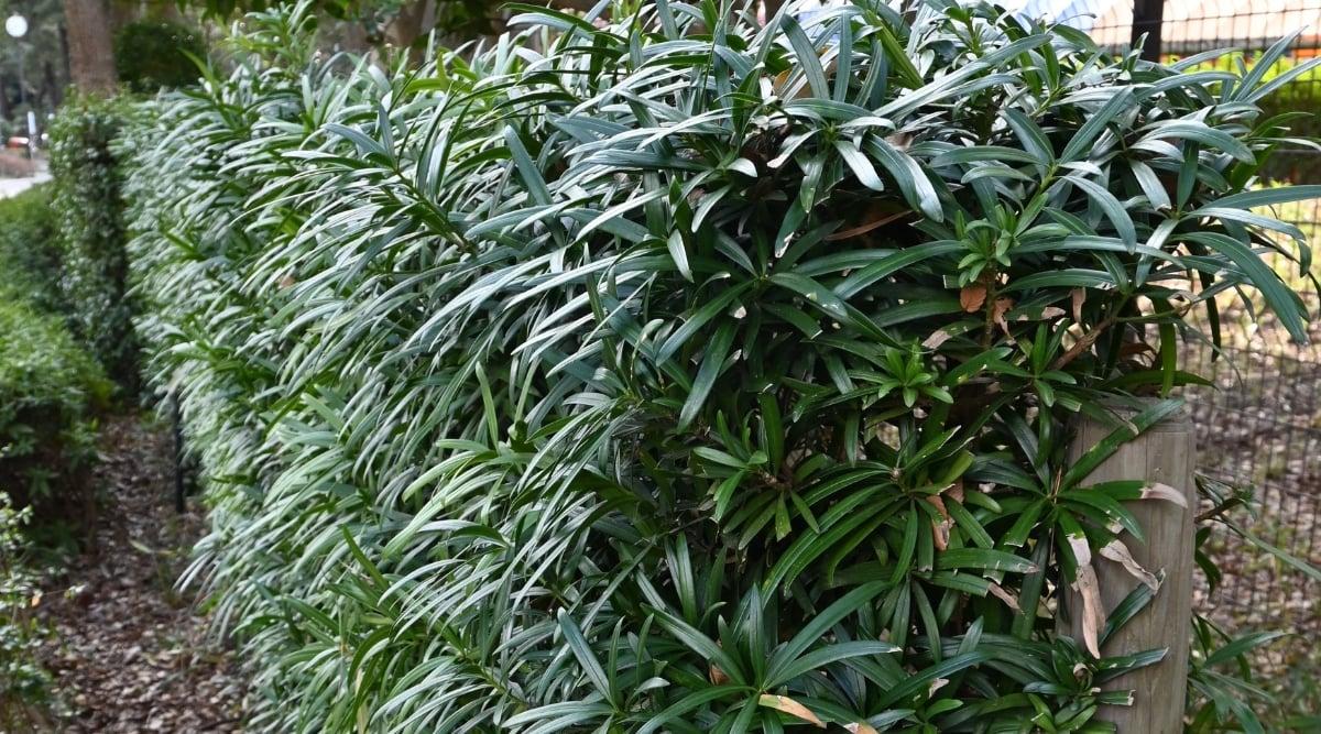 Podocarpus Macrophyllus 'meta' - View 26 from www redcrocus com