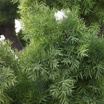 Podocarpus Macrophyllus 'meta' - View 28 from www redcrocus com