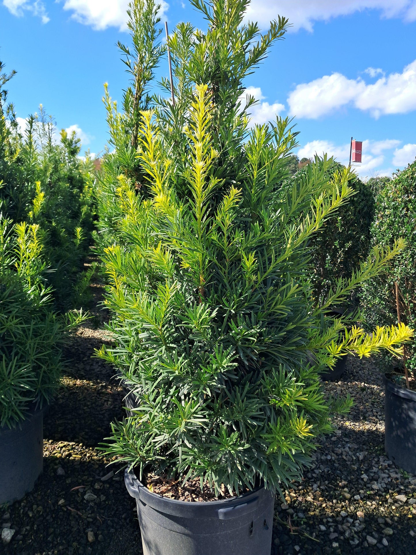 Podocarpus Macrophyllus 'meta' - View 29 from www redcrocus com
