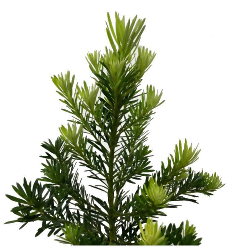 Podocarpus Macrophyllus 'meta' - View 30 from www redcrocus com