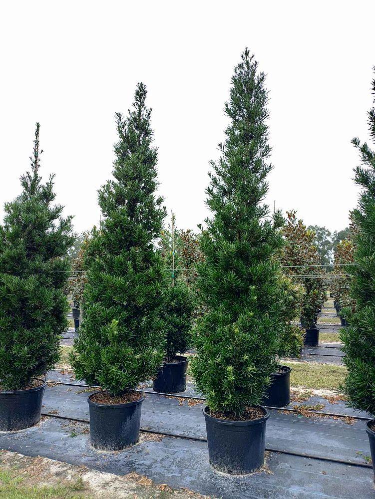 Podocarpus Macrophyllus 'meta' - View 34 from www redcrocus com