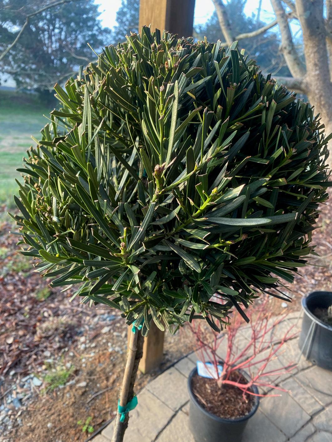 Podocarpus Macrophyllus 'meta' - View 3 from www redcrocus com