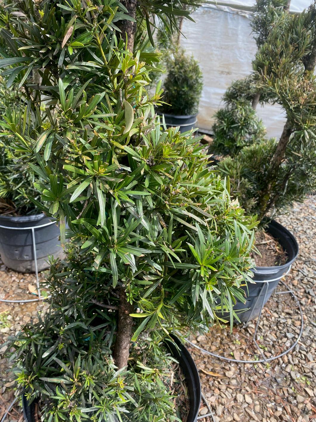 Podocarpus Macrophyllus 'meta' - View 5 from www redcrocus com