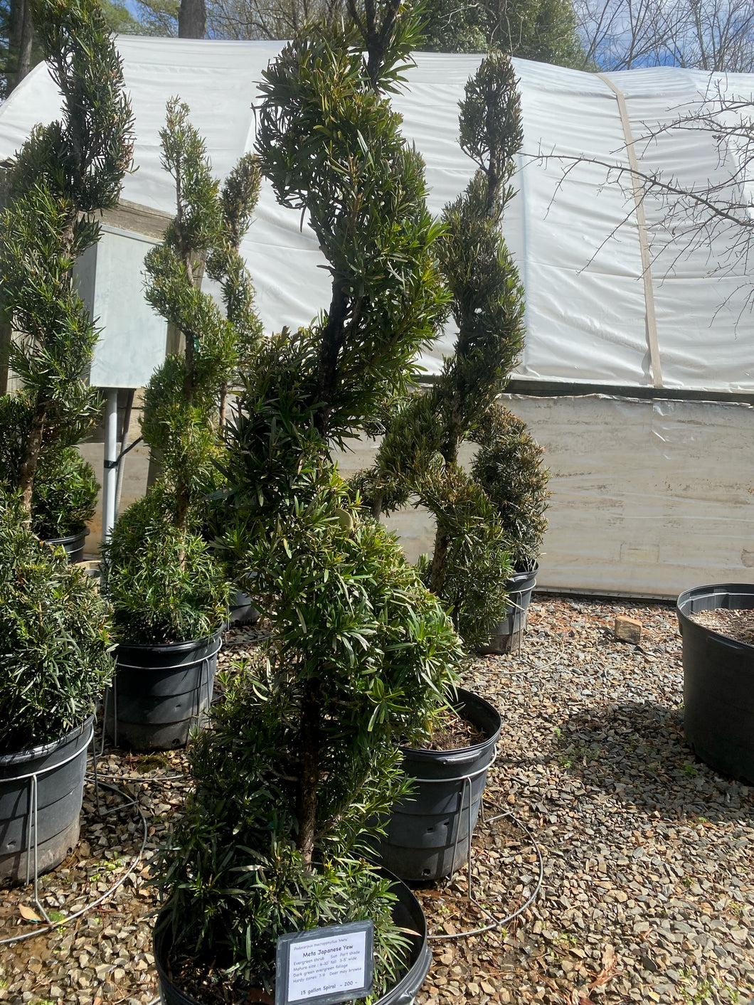 Podocarpus Macrophyllus 'meta' - View 6 from www redcrocus com