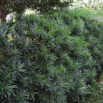Podocarpus Macrophyllus 'meta' - View 7 from www redcrocus com