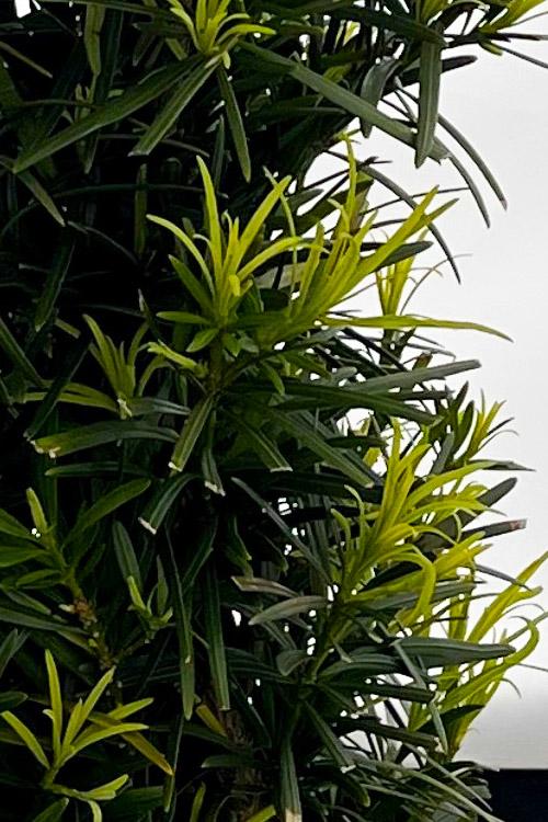 Podocarpus Macrophyllus 'meta' - View 8 from www redcrocus com