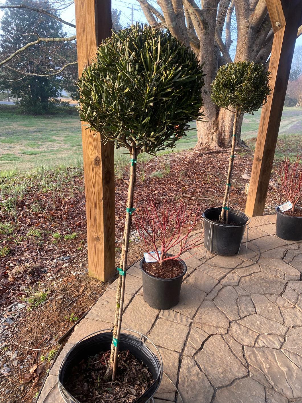 Podocarpus Macrophyllus 'meta' - View 9 from www redcrocus com