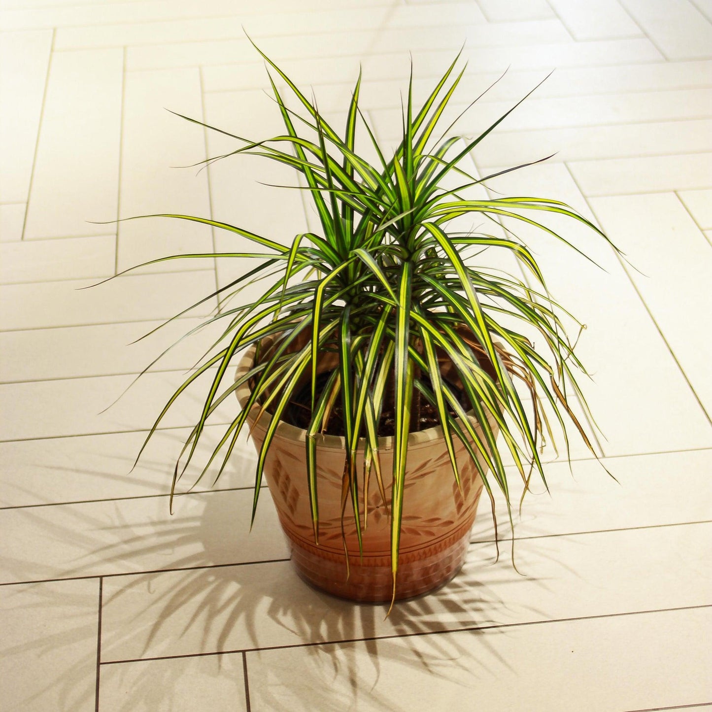 Dracaena Marginata 'kiwi' Bush - View 10 from www redcrocus com