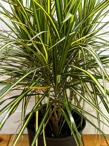 Dracaena Marginata 'kiwi' Bush - View 12 from www redcrocus com