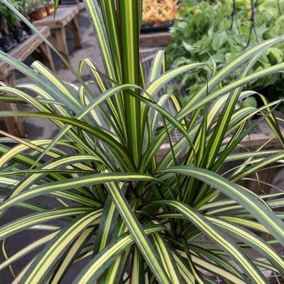 Dracaena Marginata 'kiwi' Bush - View 13 from www redcrocus com