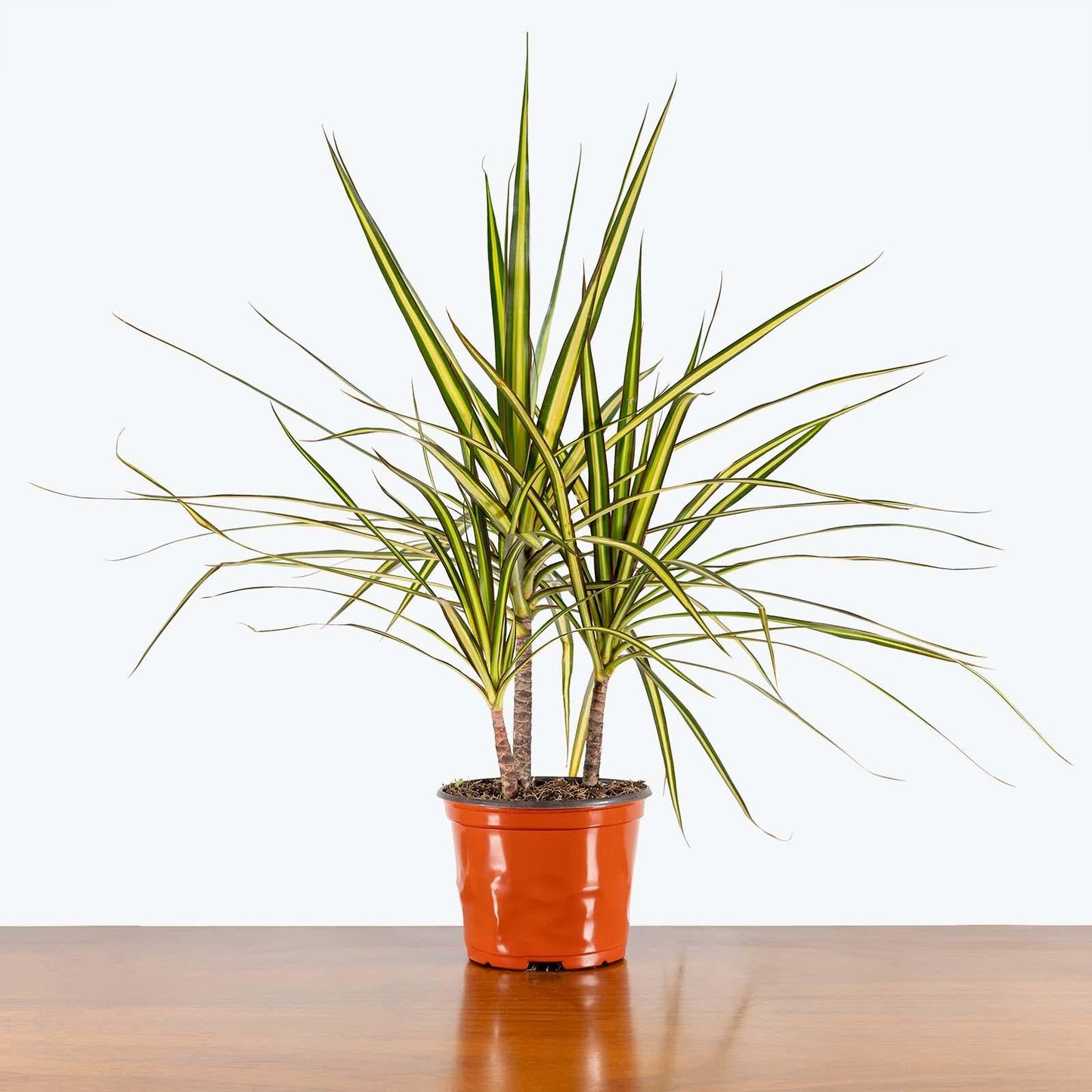 Dracaena Marginata 'kiwi' Bush - View 15 from www redcrocus com