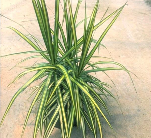 Dracaena Marginata 'kiwi' Bush - View 18 from www redcrocus com