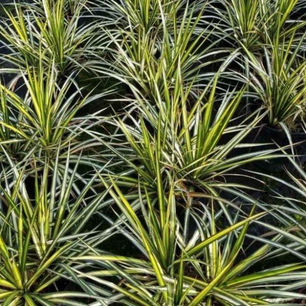 Dracaena Marginata 'kiwi' Bush - View 21 from www redcrocus com