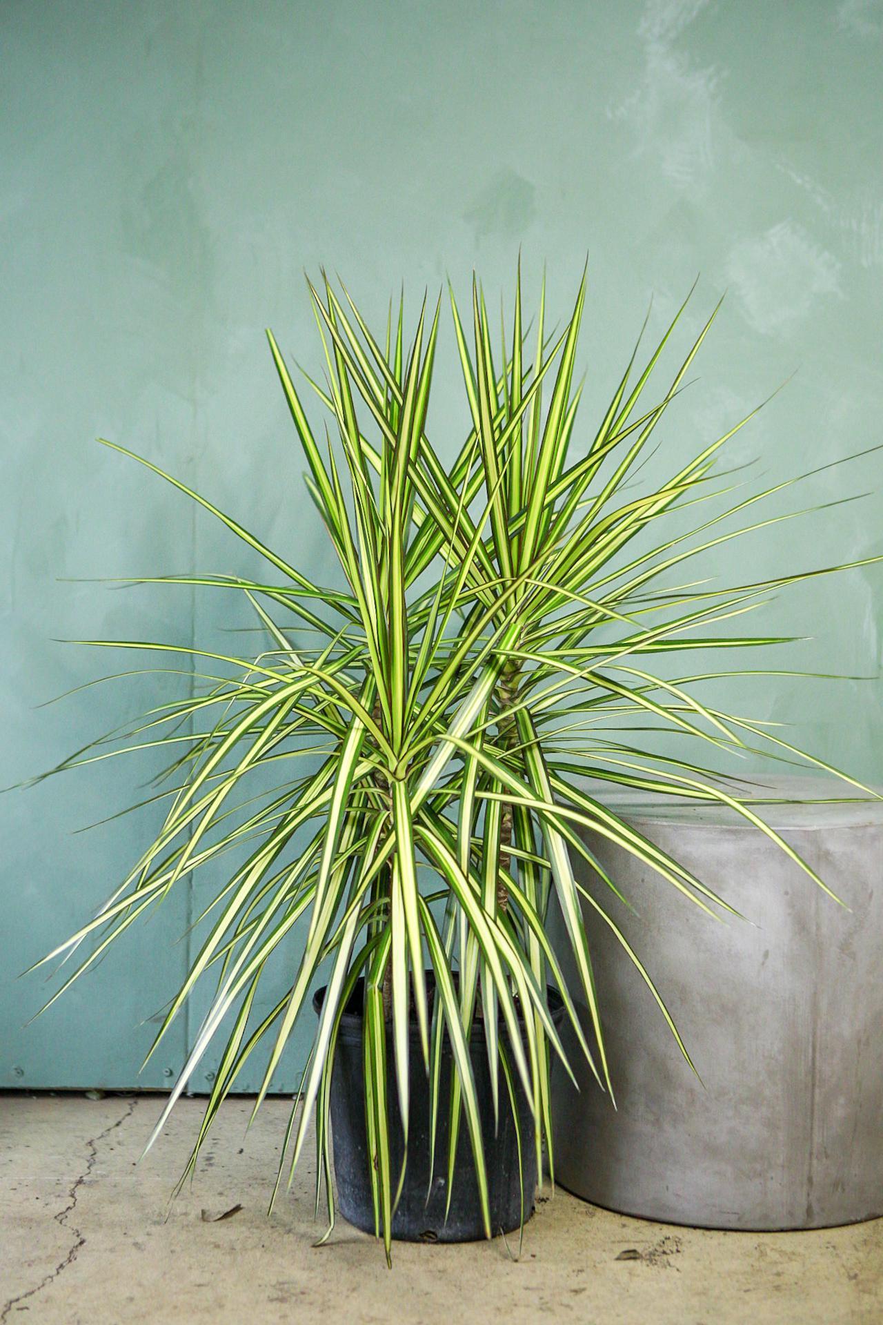 Dracaena Marginata 'kiwi' Bush - View 27 from www redcrocus com