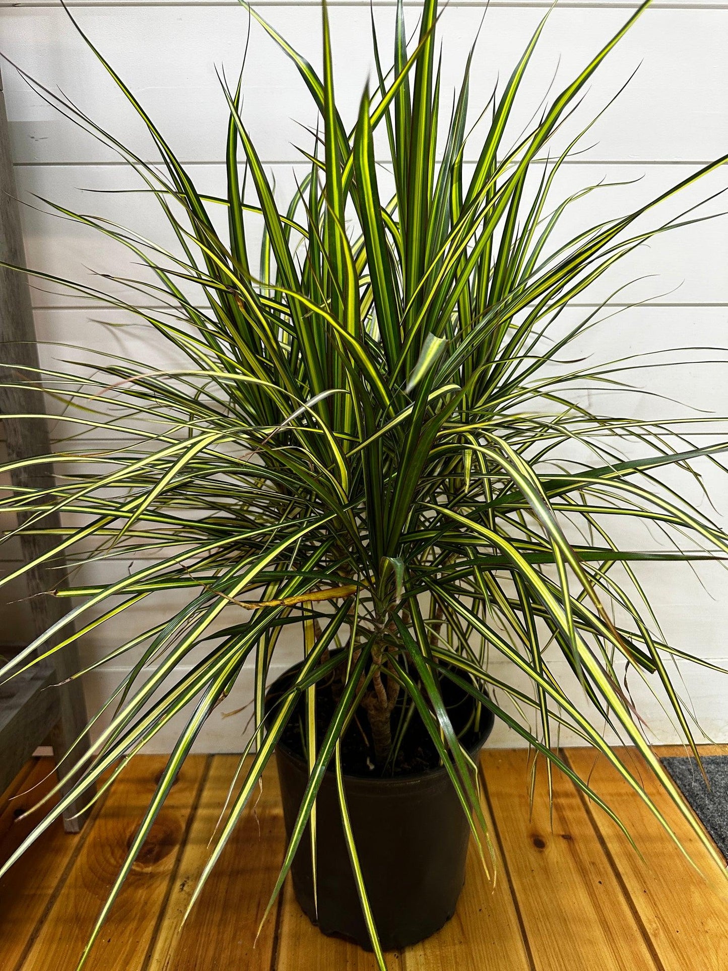 Dracaena Marginata 'kiwi' Bush - View 29 from www redcrocus com