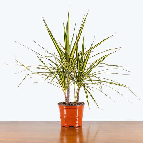 Dracaena Marginata 'kiwi' Bush - View 2 from www redcrocus com
