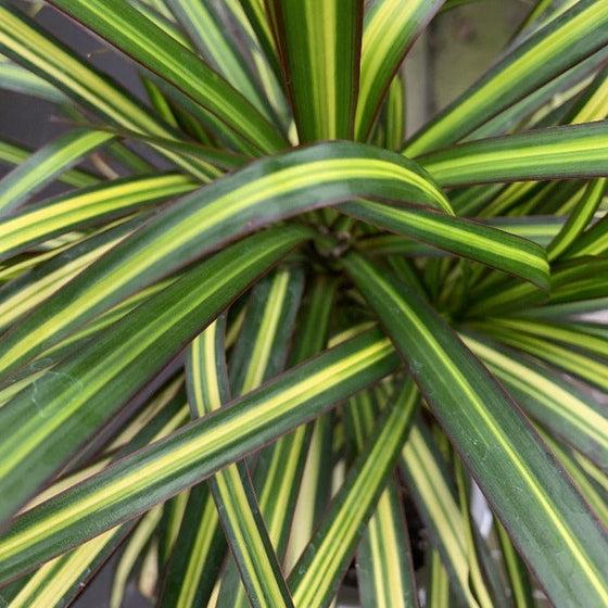 Dracaena Marginata 'kiwi' Bush - View 30 from www redcrocus com
