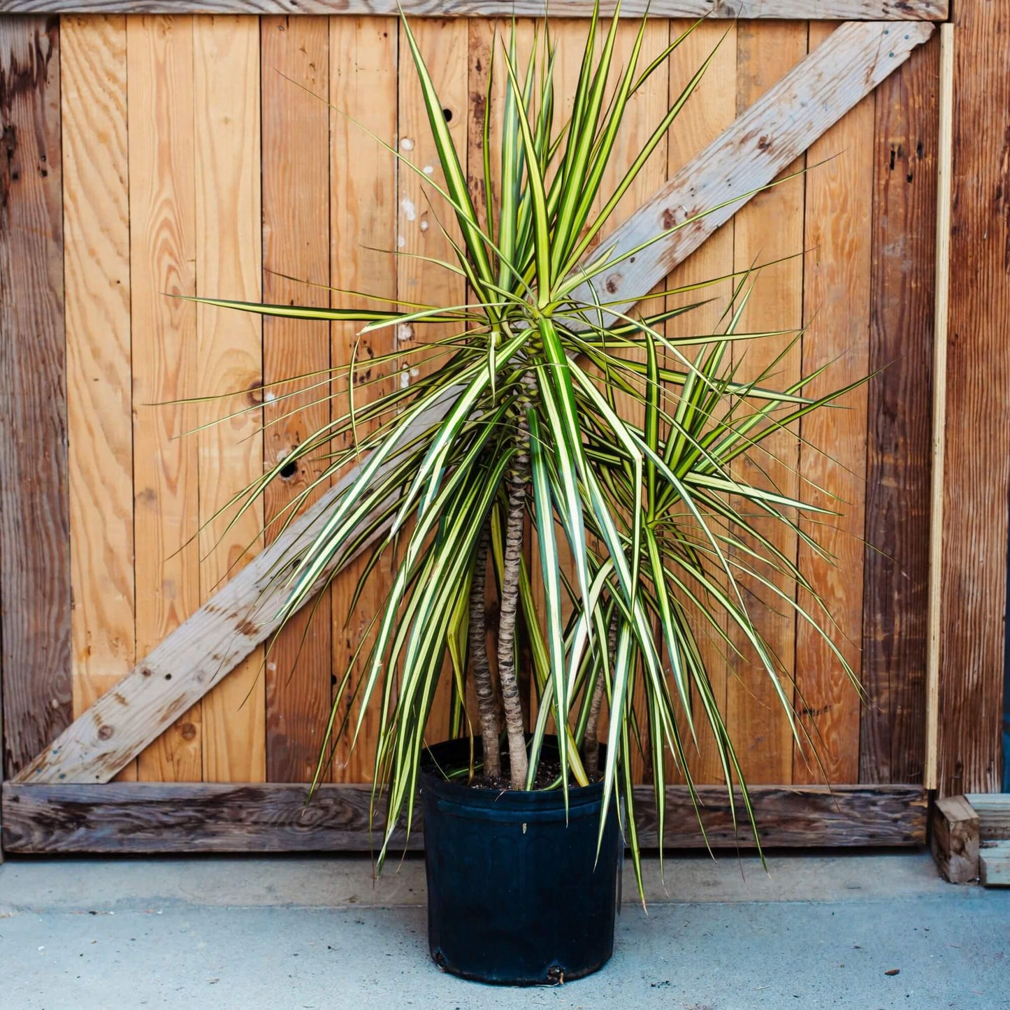 Dracaena Marginata 'kiwi' Bush - View 31 from www redcrocus com