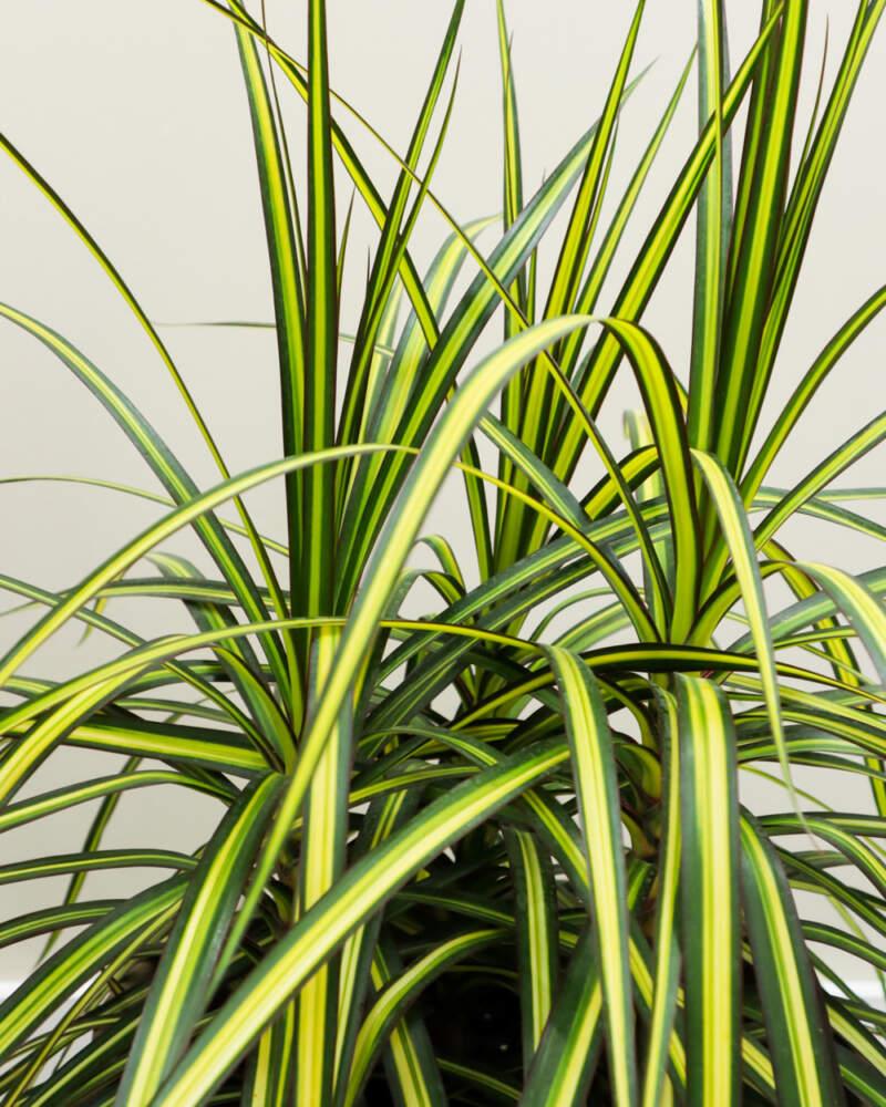Dracaena Marginata 'kiwi' Bush - View 32 from www redcrocus com