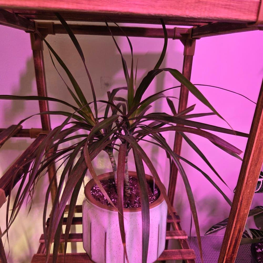 Dracaena Marginata 'kiwi' Bush - View 35 from www redcrocus com
