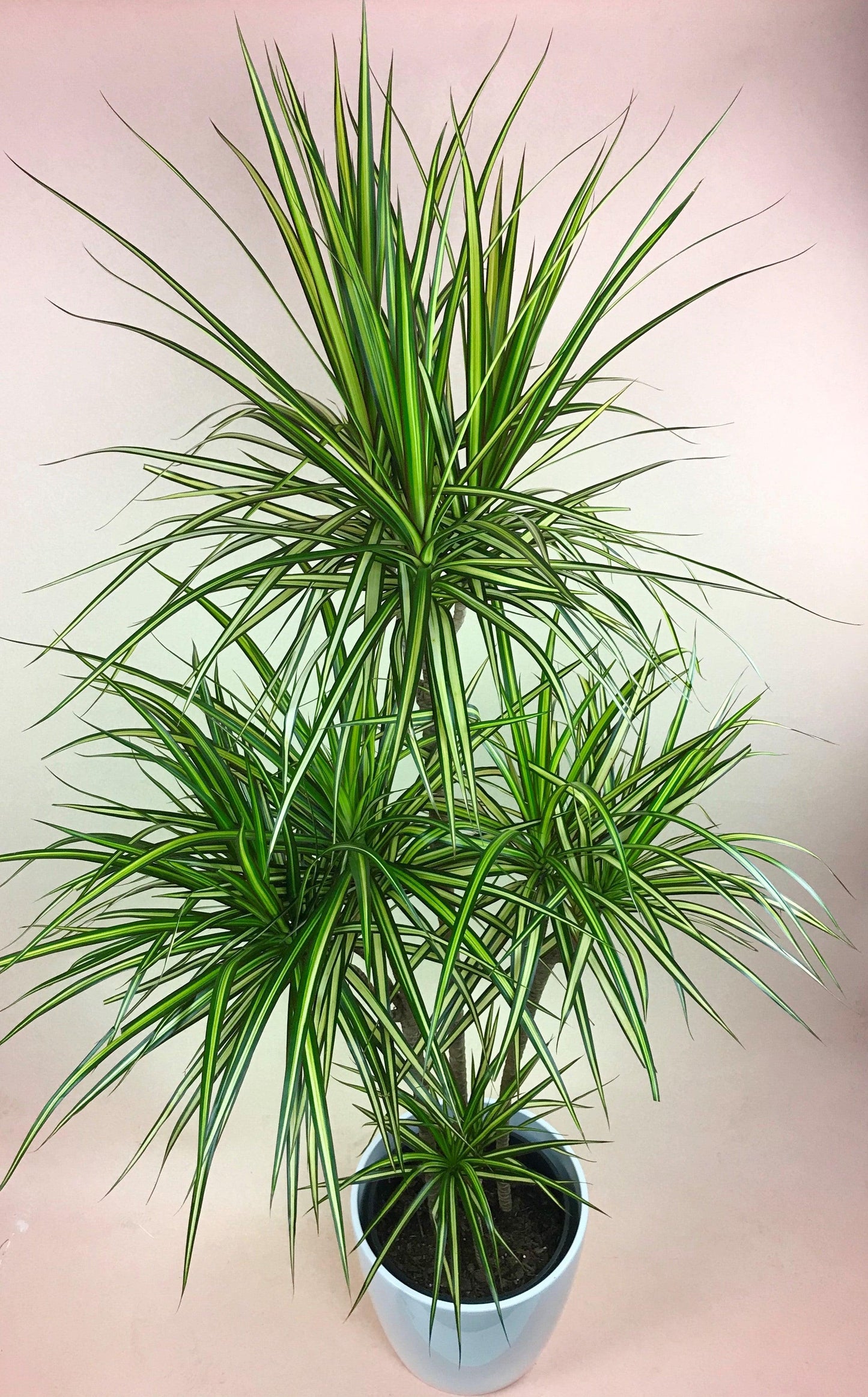 Dracaena Marginata 'kiwi' Bush - View 3 from www redcrocus com