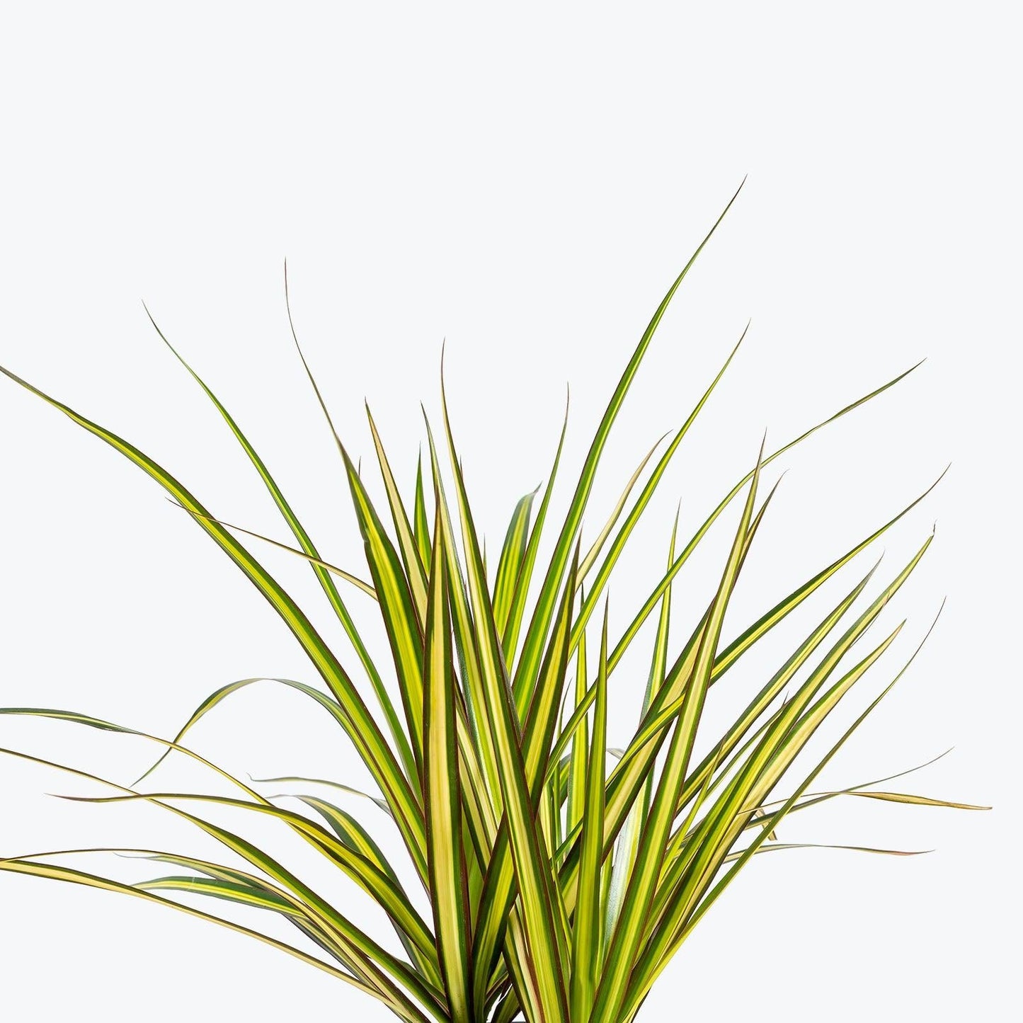 Dracaena Marginata 'kiwi' Bush - View 6 from www redcrocus com