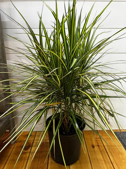 Dracaena Marginata 'kiwi' Bush - View 7 from www redcrocus com