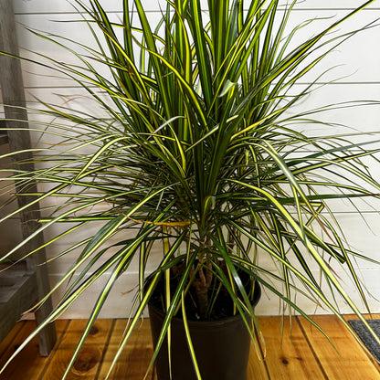 Dracaena Marginata 'kiwi' Bush - View 8 from www redcrocus com