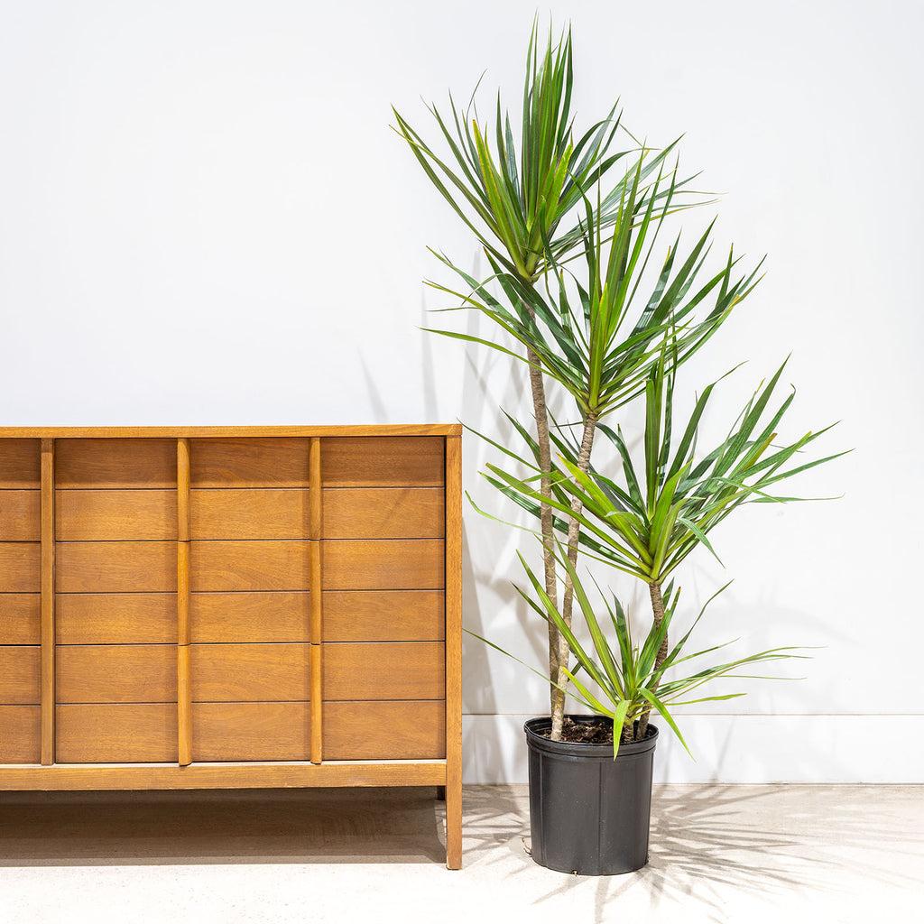 Dracaena Marginata, Staggered - View 11 from www redcrocus com