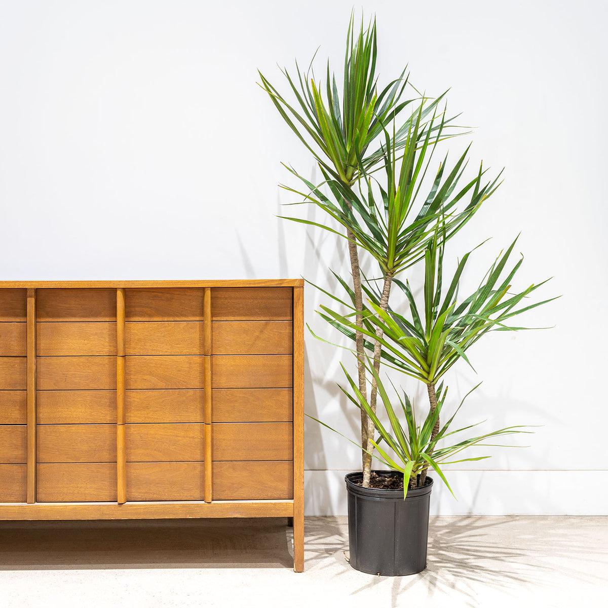 Dracaena Marginata, Staggered - View 15 from www redcrocus com